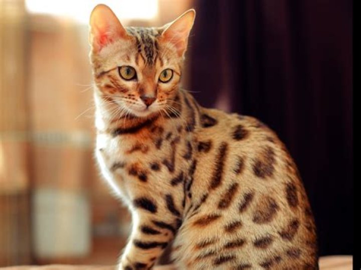 Bengal