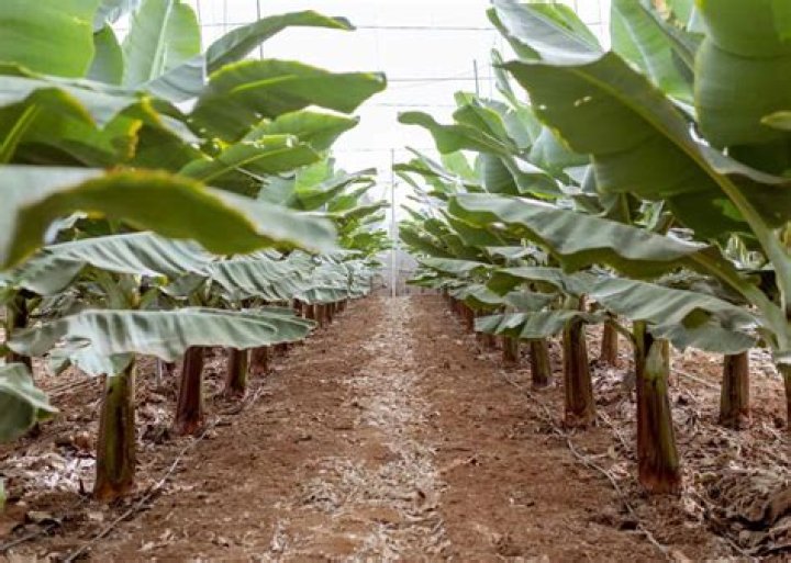 How often do banana trees produce fruit