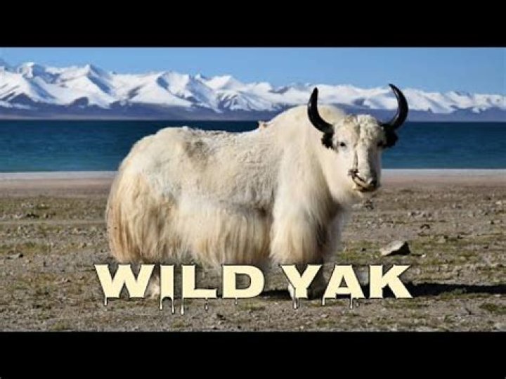 What sound does a yak make